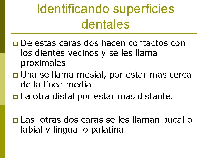 Identificando superficies dentales De estas caras dos hacen contactos con los dientes vecinos y