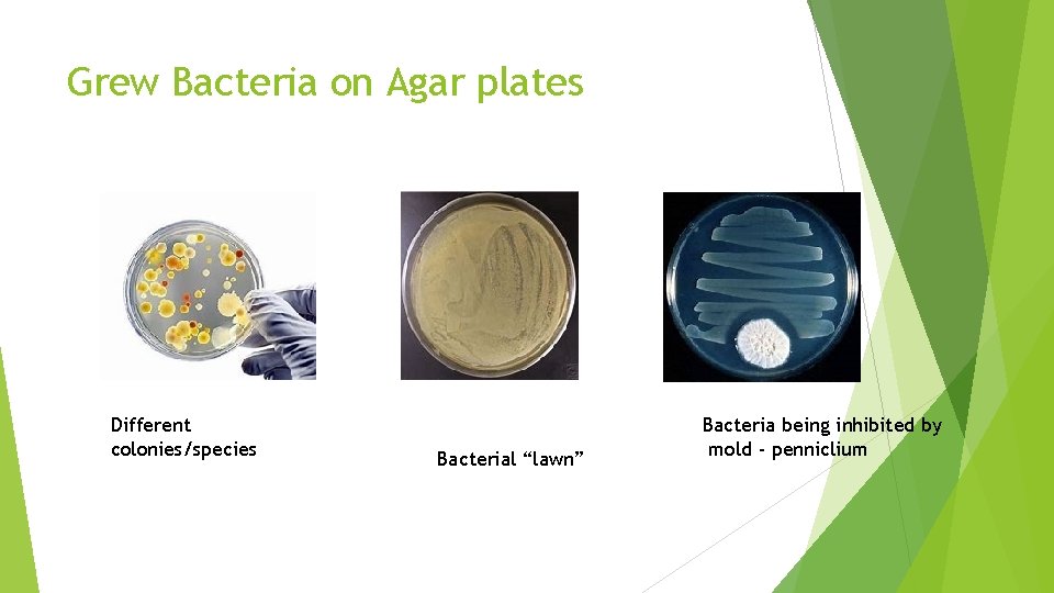 Grew Bacteria on Agar plates Different colonies/species Bacterial “lawn” Bacteria being inhibited by mold