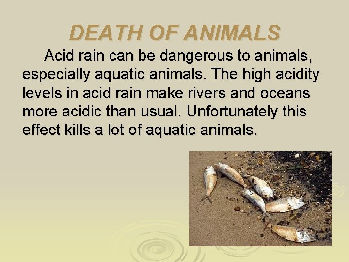 DEATH OF ANIMALS Acid rain can be dangerous to animals, especially aquatic animals. The