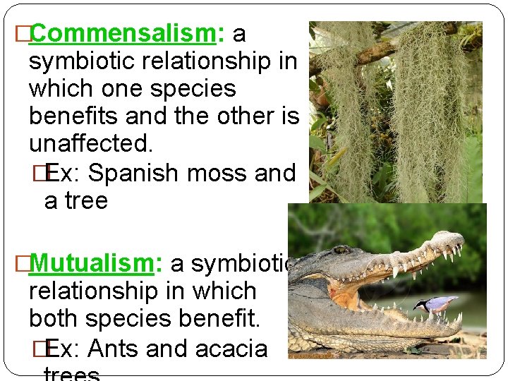 �Commensalism: a symbiotic relationship in which one species benefits and the other is unaffected.