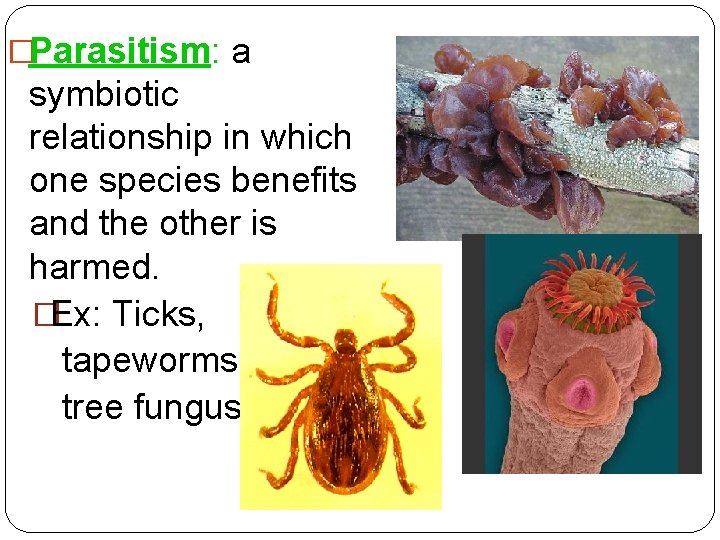 �Parasitism: a symbiotic relationship in which one species benefits and the other is harmed.
