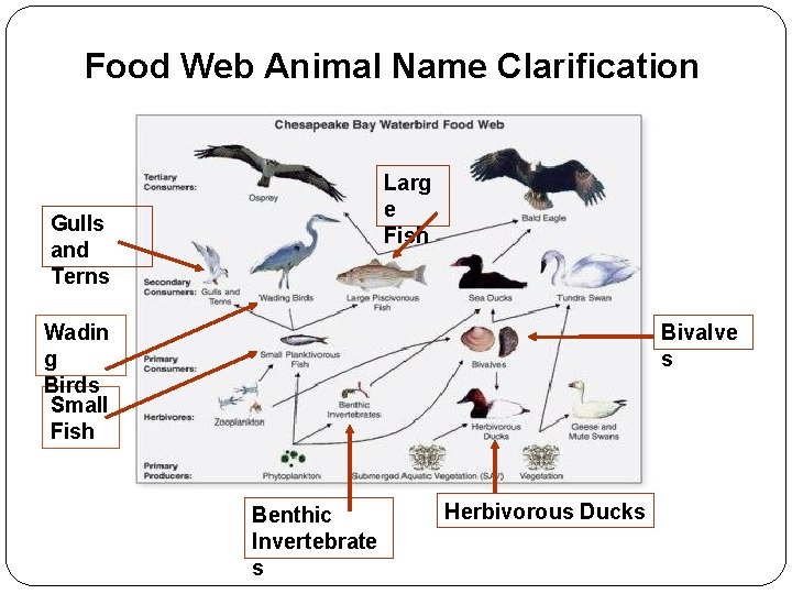 Food Web Animal Name Clarification Larg e Fish Gulls and Terns Wadin g Birds