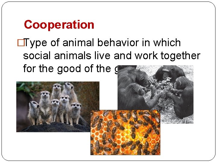 Cooperation �Type of animal behavior in which social animals live and work together for
