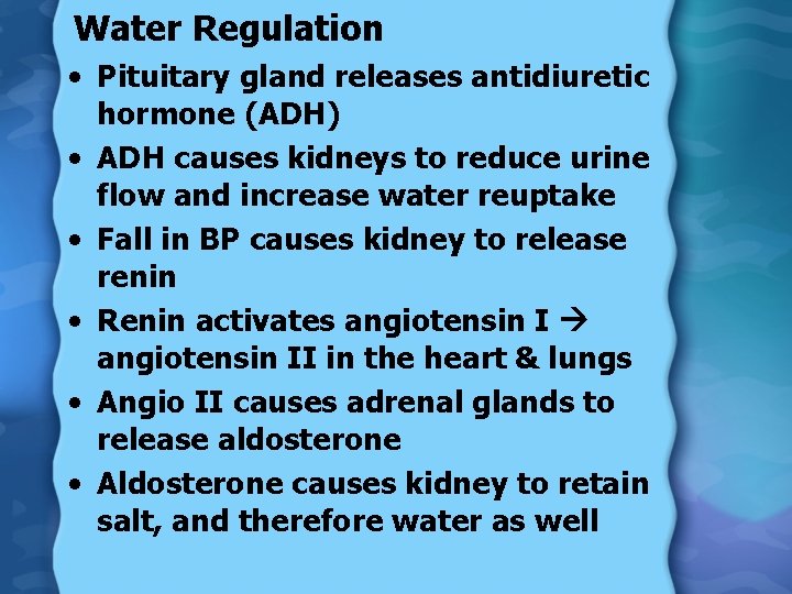Water Regulation • Pituitary gland releases antidiuretic hormone (ADH) • ADH causes kidneys to