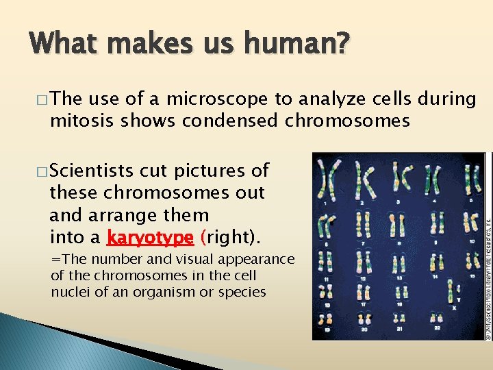 What makes us human? � The use of a microscope to analyze cells during