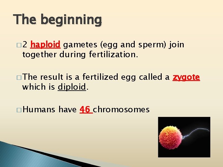 The beginning � 2 haploid gametes (egg and sperm) join together during fertilization. �