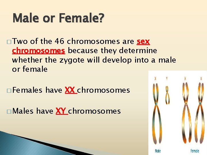 Male or Female? � Two of the 46 chromosomes are sex chromosomes because they