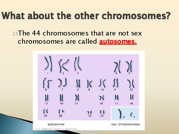 What about the other chromosomes? � The 44 chromosomes that are not sex chromosomes