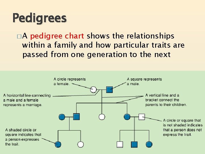 Pedigrees �A pedigree chart shows the relationships within a family and how particular traits