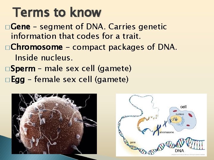 Terms to know � Gene – segment of DNA. Carries genetic information that codes