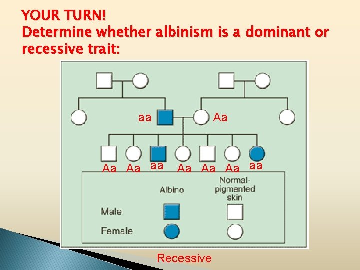 YOUR TURN! Determine whether albinism is a dominant or recessive trait: aa Aa Aa