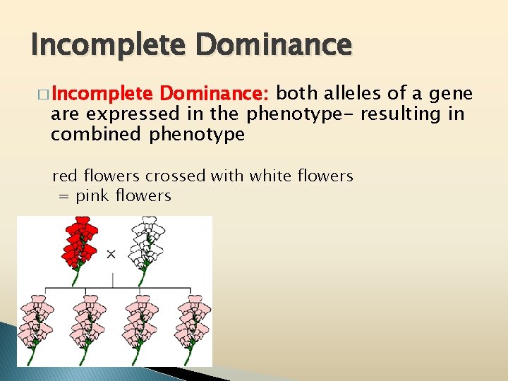 Incomplete Dominance � Incomplete Dominance: both alleles of a gene are expressed in the