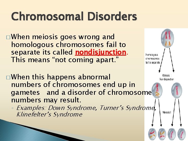 Chromosomal Disorders � When meiosis goes wrong and homologous chromosomes fail to separate its