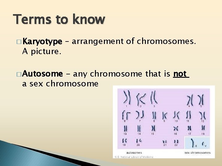 Terms to know � Karyotype A picture. � Autosome – arrangement of chromosomes. -