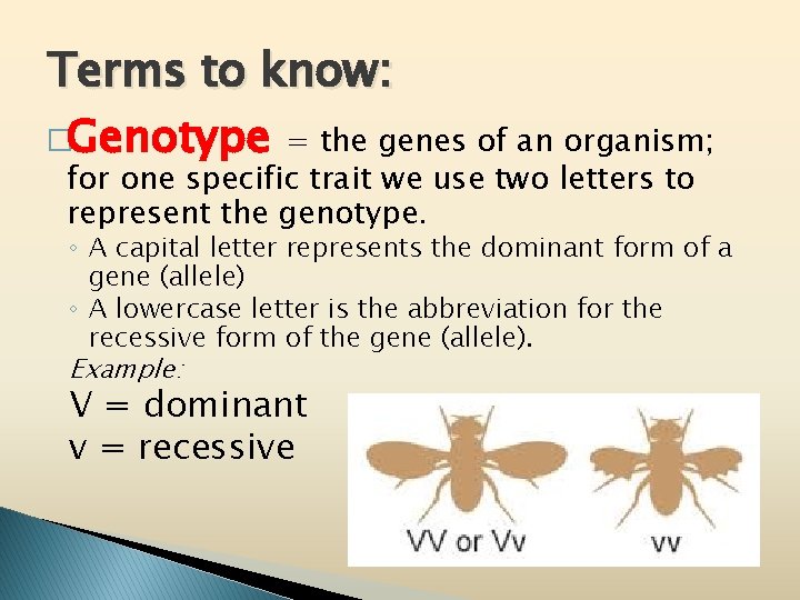 Terms to know: �Genotype = the genes of an organism; for one specific trait