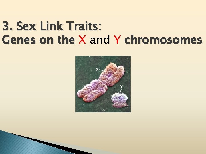 3. Sex Link Traits: Genes on the X and Y chromosomes 