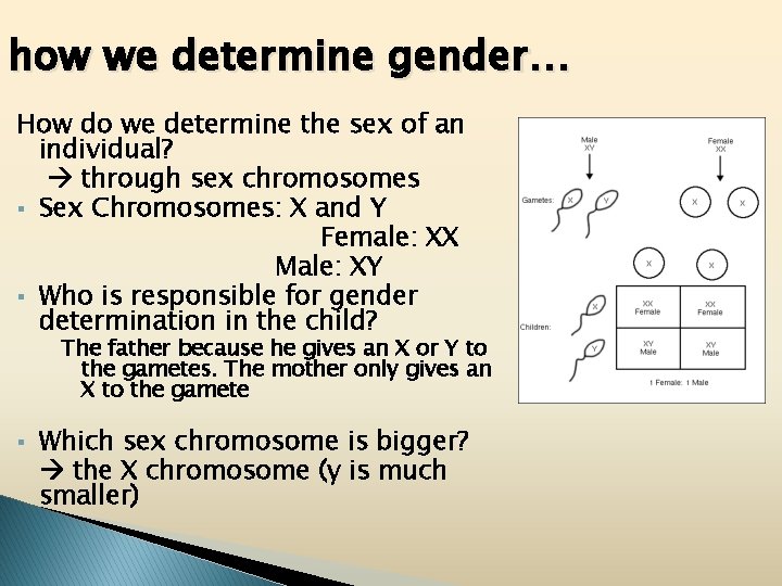 how we determine gender… How do we determine the sex of an individual? through