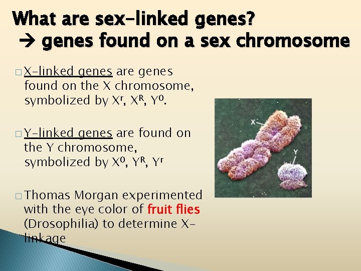 What are sex-linked genes? genes found on a sex chromosome � X-linked genes are