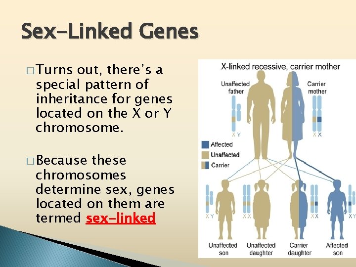 Sex-Linked Genes � Turns out, there’s a special pattern of inheritance for genes located