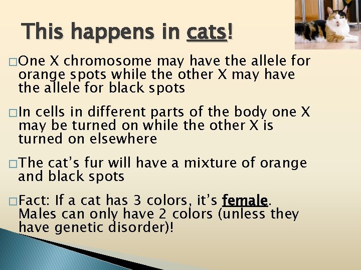 This happens in cats! � One X chromosome may have the allele for orange