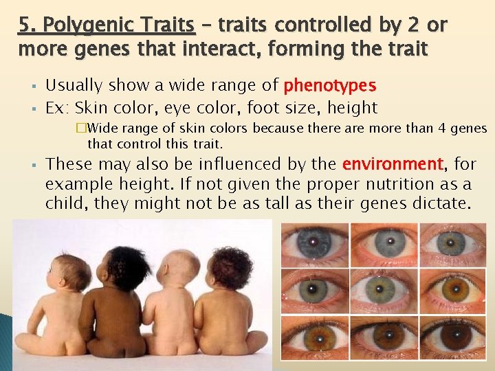 5. Polygenic Traits – traits controlled by 2 or more genes that interact, forming