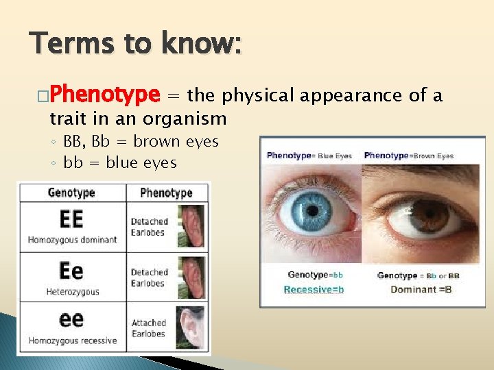 Terms to know: �Phenotype = the physical appearance of a trait in an organism