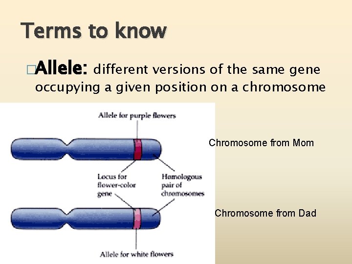 Terms to know �Allele: different versions of the same gene occupying a given position