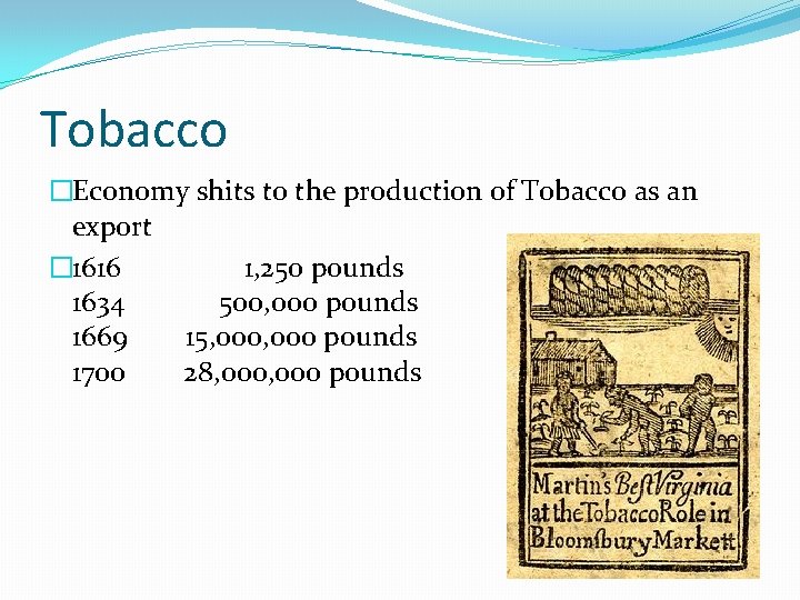 Tobacco �Economy shits to the production of Tobacco as an export � 1616 1,