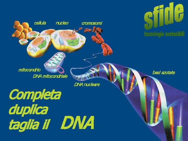 educare alla scienza e alla tecnologia COMPLETA cellula nucleo cromosomi DUPLICA TAGLIA mitocondrio DNA