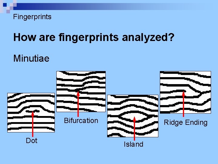 Fingerprints How are fingerprints analyzed? Minutiae Bifurcation Dot Ridge Ending Island 