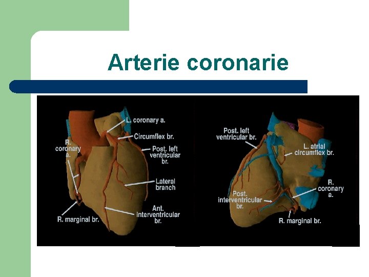 Arterie coronarie 