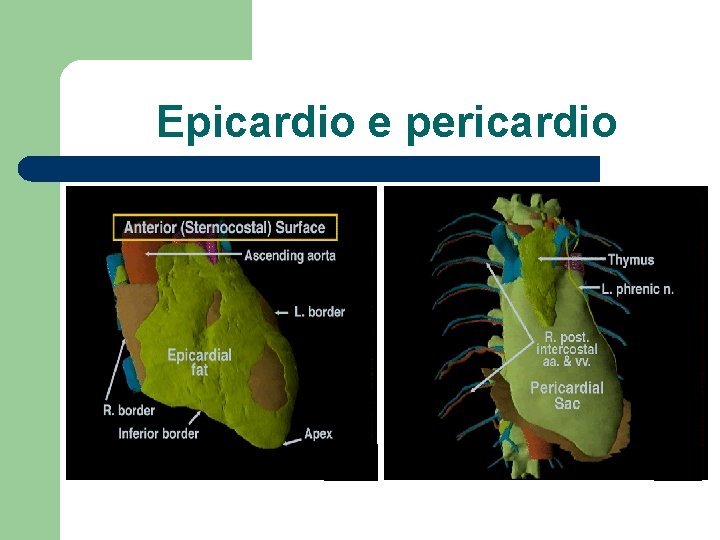 Epicardio e pericardio 