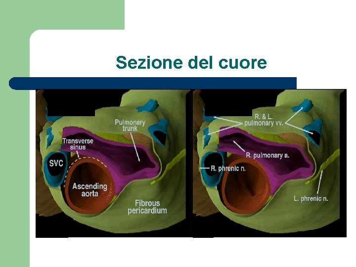 Sezione del cuore 