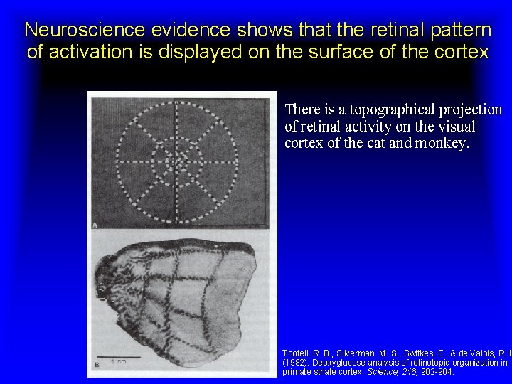 Neuroscience evidence shows that the retinal pattern of activation is displayed on the surface