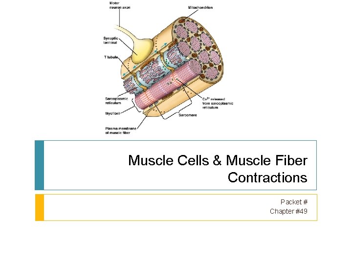Muscle Cells & Muscle Fiber Contractions Packet # Chapter #49 