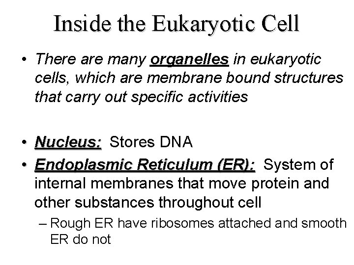 Inside the Eukaryotic Cell • There are many organelles in eukaryotic cells, which are