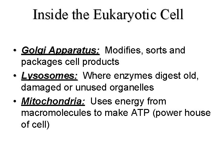 Inside the Eukaryotic Cell • Golgi Apparatus: Modifies, sorts and packages cell products •