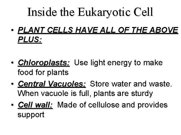 Inside the Eukaryotic Cell • PLANT CELLS HAVE ALL OF THE ABOVE PLUS: •