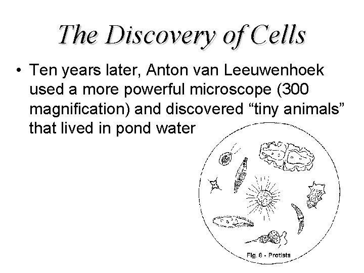 The Discovery of Cells • Ten years later, Anton van Leeuwenhoek used a more