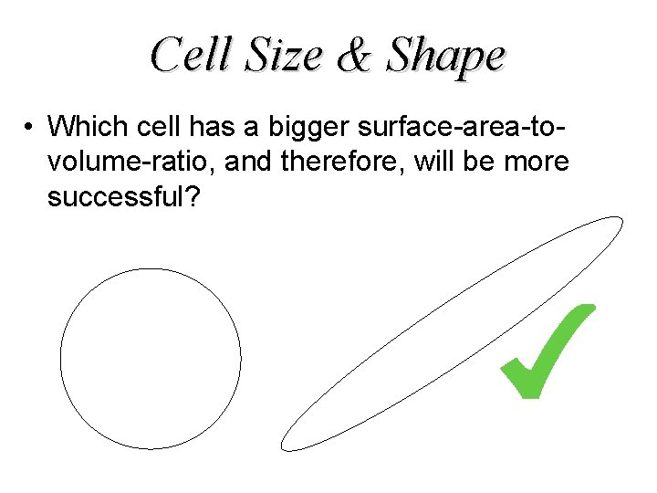 Cell Size & Shape • Which cell has a bigger surface-area-tovolume-ratio, and therefore, will