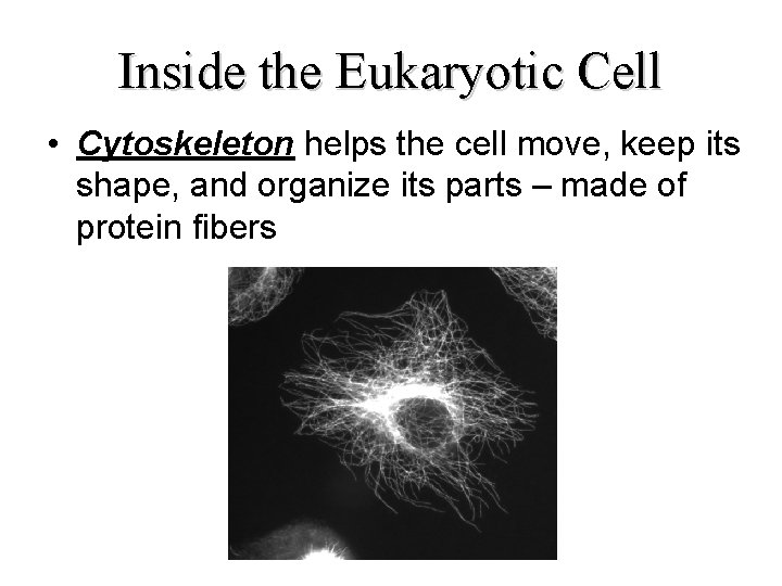 Inside the Eukaryotic Cell • Cytoskeleton helps the cell move, keep its shape, and