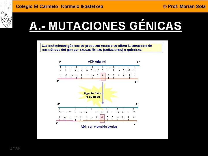 Colegio El Carmelo- Karmelo Ikastetxea © Prof. Marian Sola A. - MUTACIONES GÉNICAS 4