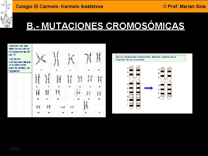 Colegio El Carmelo- Karmelo Ikastetxea © Prof. Marian Sola B. - MUTACIONES CROMOSÓMICAS 4