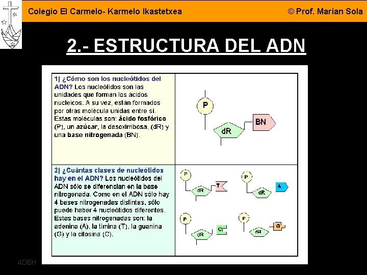 Colegio El Carmelo- Karmelo Ikastetxea © Prof. Marian Sola 2. - ESTRUCTURA DEL ADN