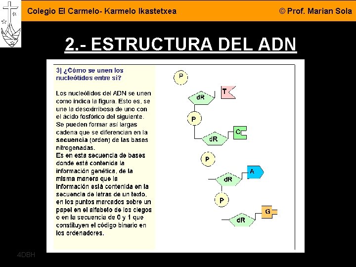 Colegio El Carmelo- Karmelo Ikastetxea © Prof. Marian Sola 2. - ESTRUCTURA DEL ADN