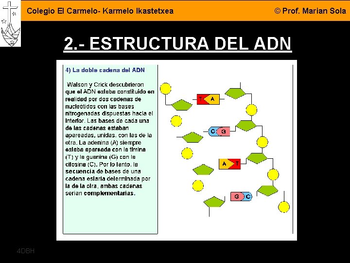 Colegio El Carmelo- Karmelo Ikastetxea © Prof. Marian Sola 2. - ESTRUCTURA DEL ADN