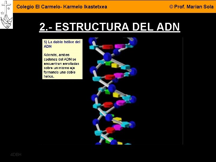 Colegio El Carmelo- Karmelo Ikastetxea © Prof. Marian Sola 2. - ESTRUCTURA DEL ADN