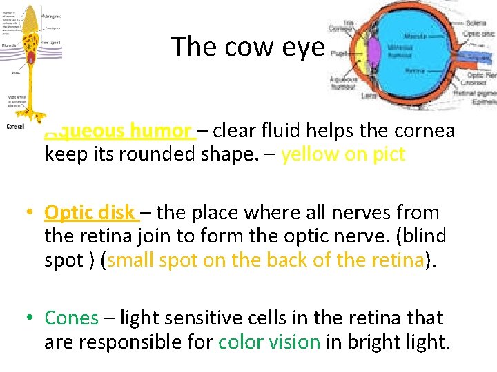 The cow eye • Aqueous humor – clear fluid helps the cornea keep its