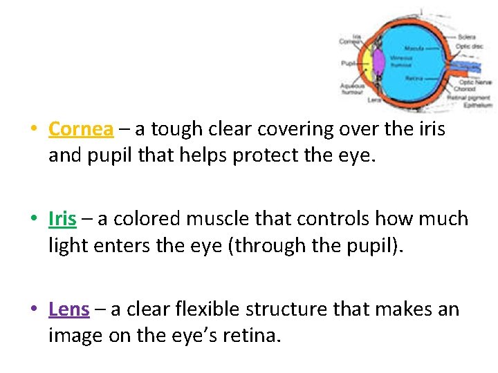  • Cornea – a tough clear covering over the iris and pupil that