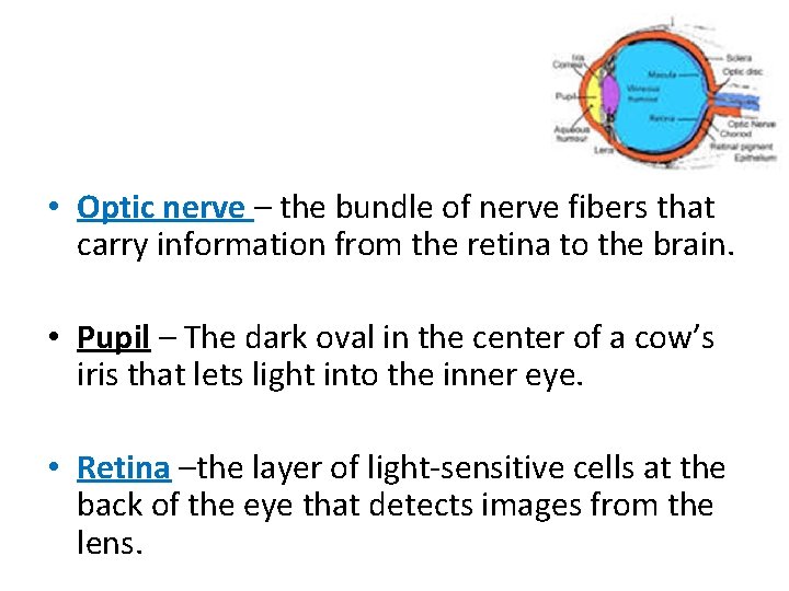  • Optic nerve – the bundle of nerve fibers that carry information from